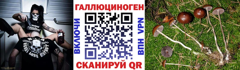 Купить где  Электрогорск  Псилоцибиновые грибы GOLDEN TEACHER 